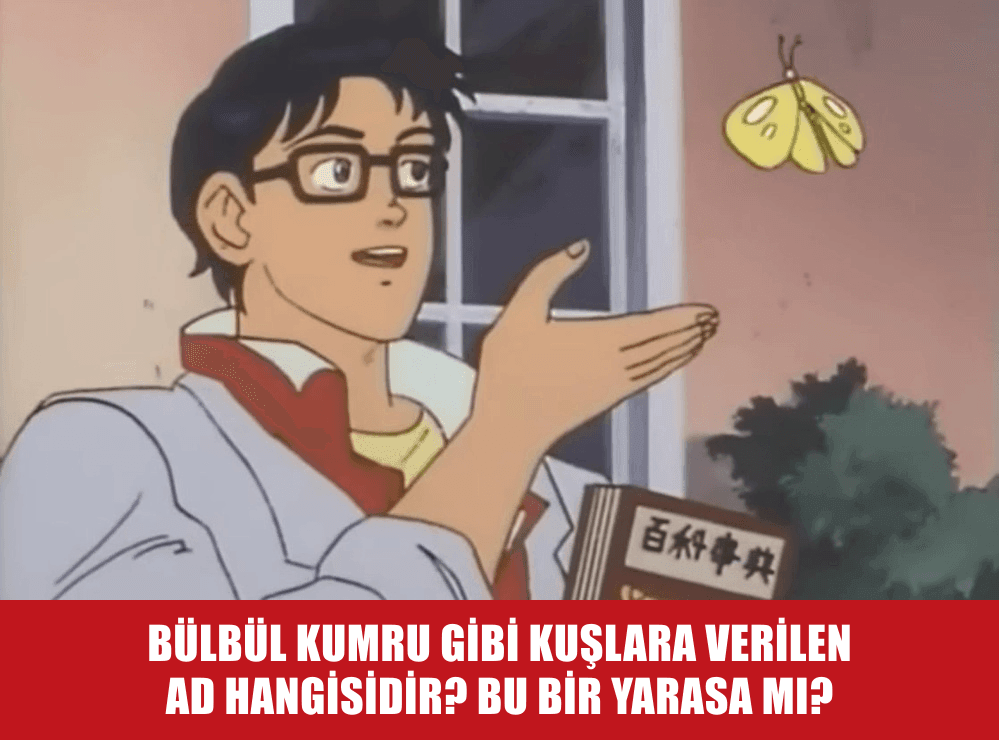 BEYİN YANDI: BASİT BİLGİ KAPANMI